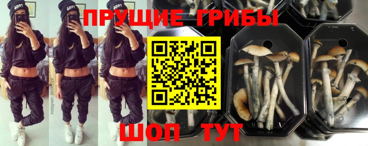 Галлюциногенные грибы Psilocybine cubensis  Вход с VPN  Мурманск 